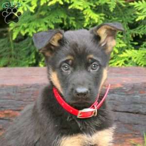 Joey, German Shepherd Puppy
