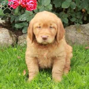 Joey, Golden Retriever Puppy