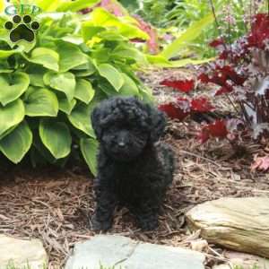 Joey, Miniature Poodle Puppy