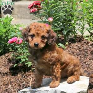 John, Cavapoo Puppy