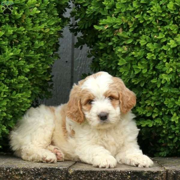 Jonah, Labradoodle Puppy