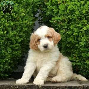 Jonah, Labradoodle Puppy