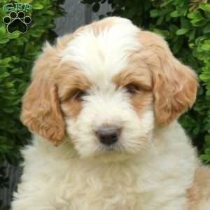 Jonah, Labradoodle Puppy