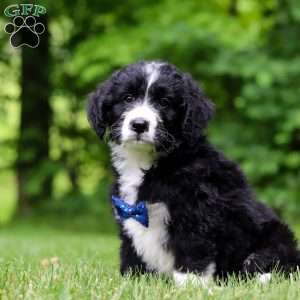 Jones, Bernedoodle Puppy