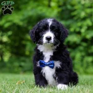 Jones, Bernedoodle Puppy