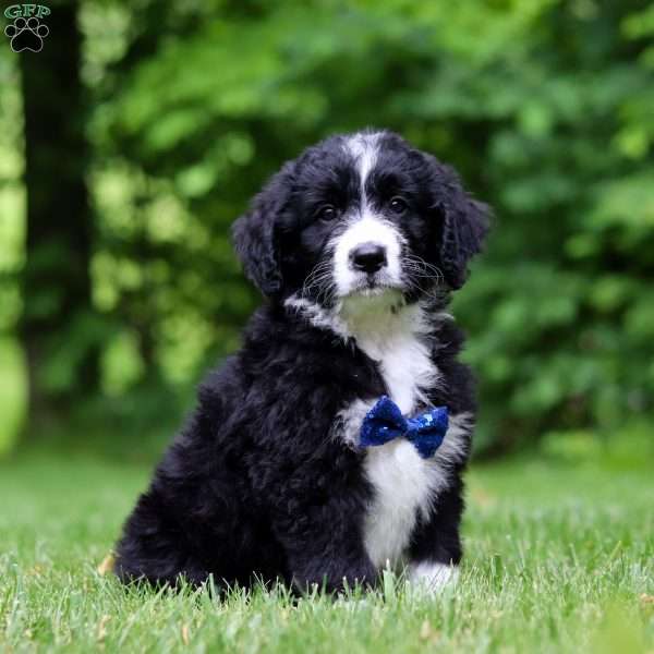 Jones, Bernedoodle Puppy