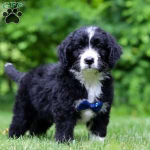 Jones, Bernedoodle Puppy