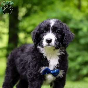 Jones, Bernedoodle Puppy