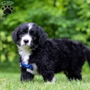 Jones, Bernedoodle Puppy