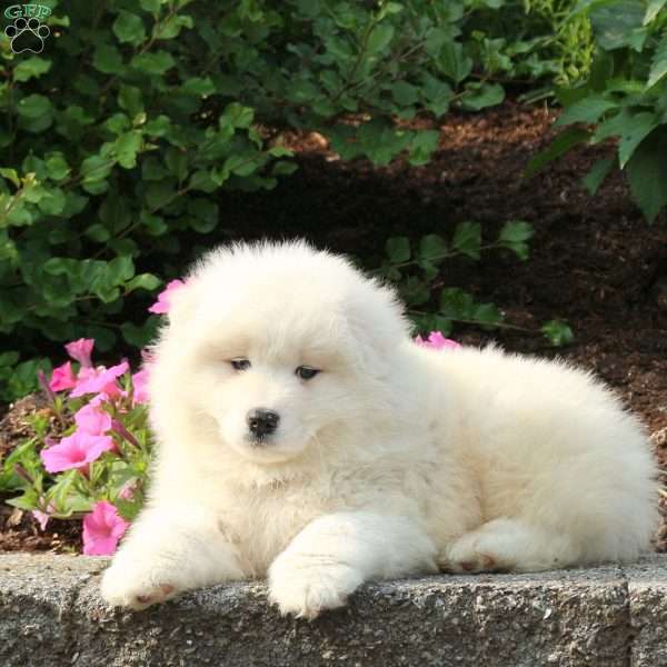 Jordan, Samoyed Puppy