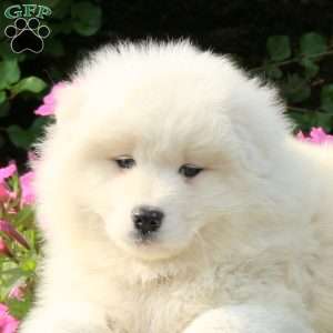Jordan, Samoyed Puppy