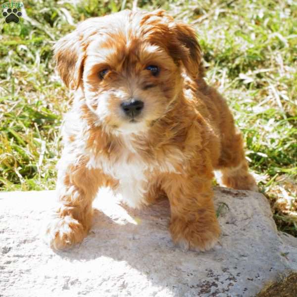 Jordan, Yorkie-Chon Puppy