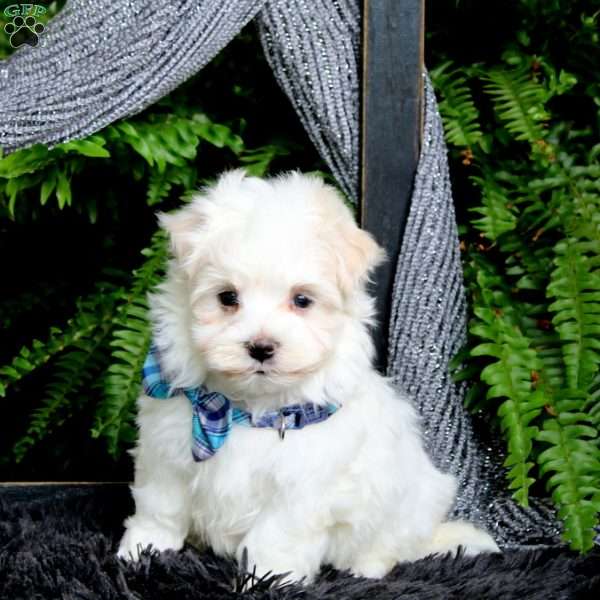 Josef, Maltese Puppy