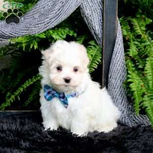 Josef, Maltese Puppy