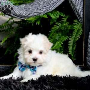 Josef, Maltese Puppy