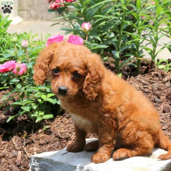 Josh, Cavapoo Puppy