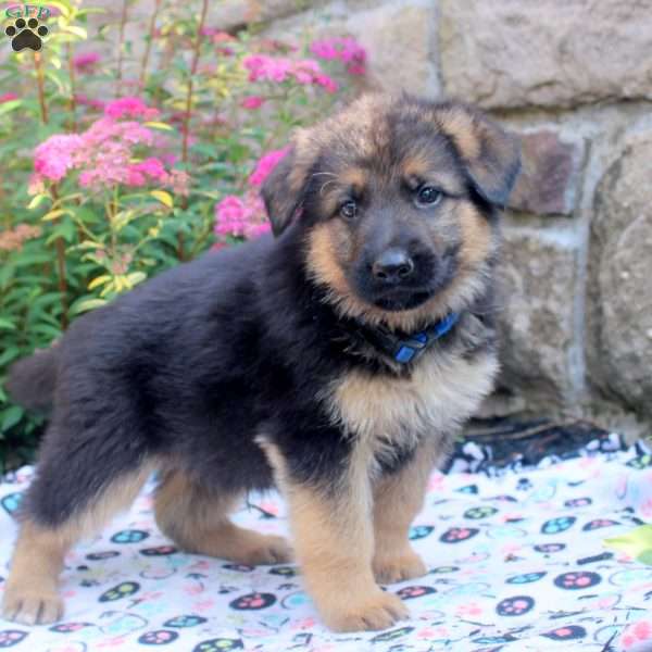 Josh, German Shepherd Puppy