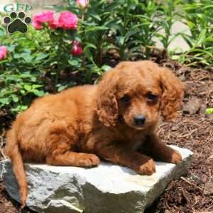 Josh, Cavapoo Puppy