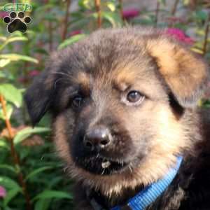 Josh, German Shepherd Puppy