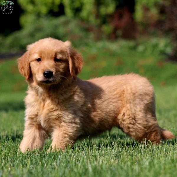 Josh, Golden Retriever Puppy