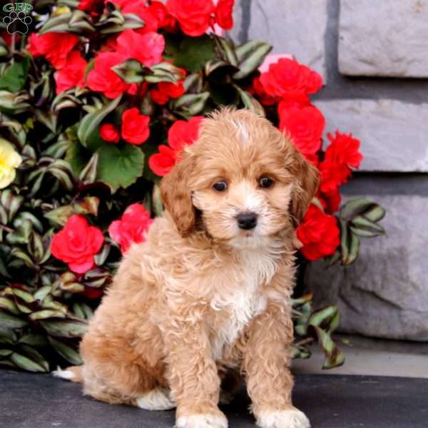 Josh, Cockapoo Puppy