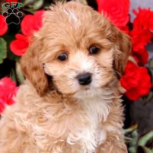 Josh, Cockapoo Puppy