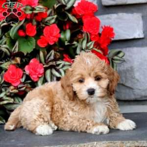 Josh, Cockapoo Puppy