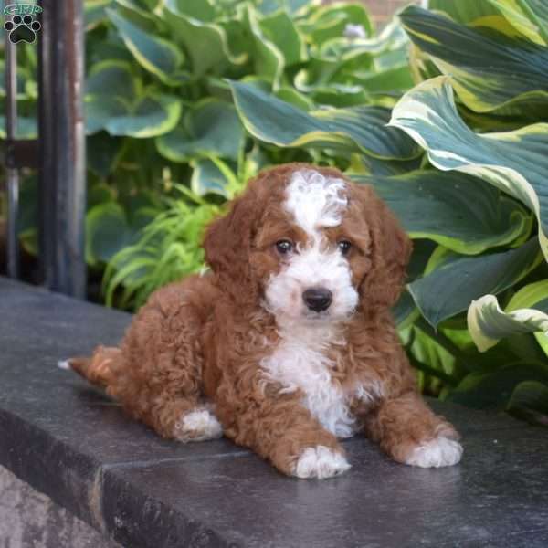 Joshua, Cavapoo Puppy