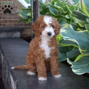 Joshua, Cavapoo Puppy