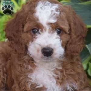 Joshua, Cavapoo Puppy