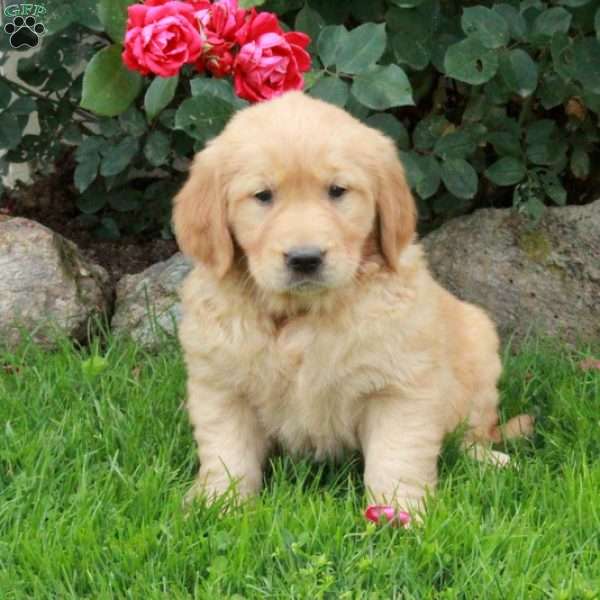 Josie, Golden Retriever Puppy