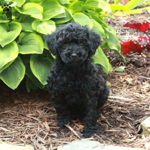 Josie, Miniature Poodle Puppy