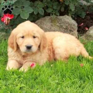 Josie, Golden Retriever Puppy