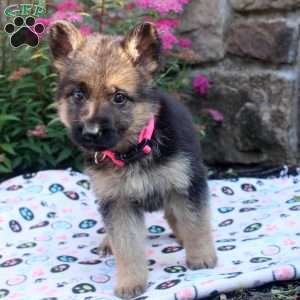 Josie, German Shepherd Puppy