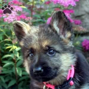 Josie, German Shepherd Puppy