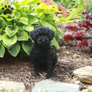 Josie, Miniature Poodle Puppy