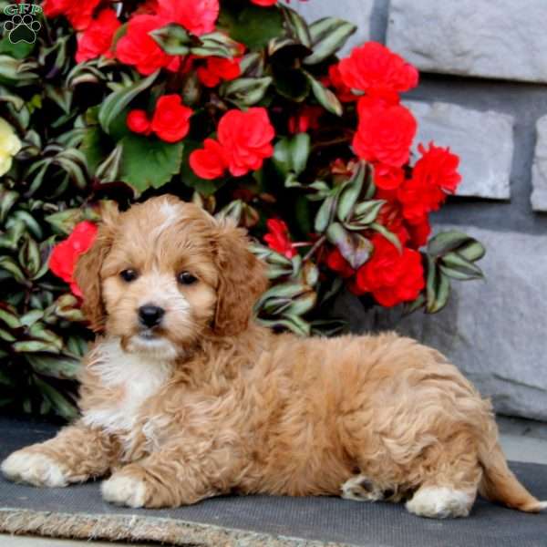 Josie, Cockapoo Puppy