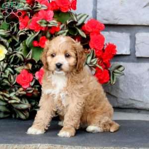 Josie, Cockapoo Puppy