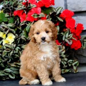 Josie, Cockapoo Puppy