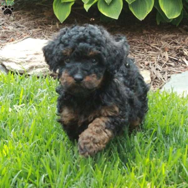 Joy, Miniature Poodle Puppy