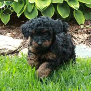 Joy, Miniature Poodle Puppy