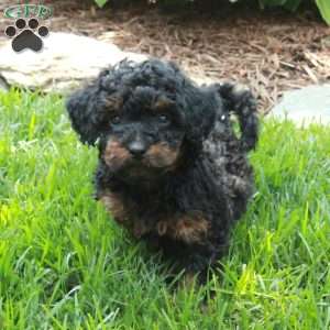 Joy, Miniature Poodle Puppy