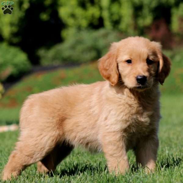 Joy, Golden Retriever Puppy