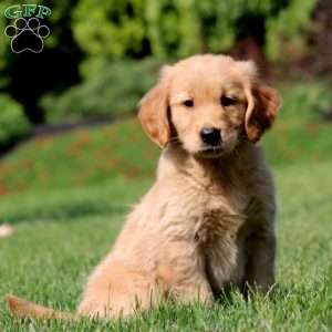 Joy, Golden Retriever Puppy