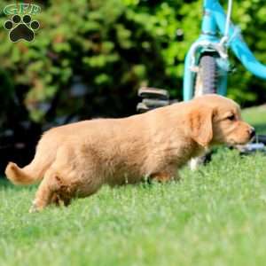 Joy, Golden Retriever Puppy
