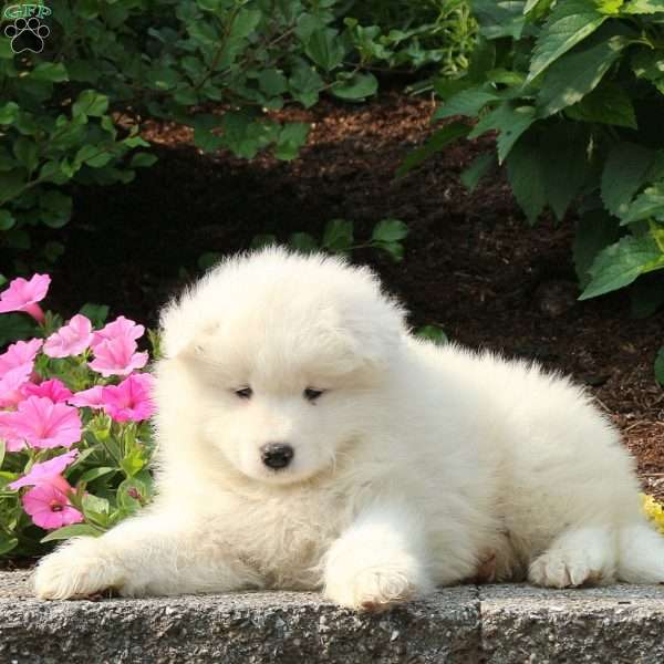 Jude, Samoyed Puppy