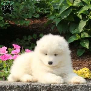 Jude, Samoyed Puppy