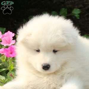 Jude, Samoyed Puppy