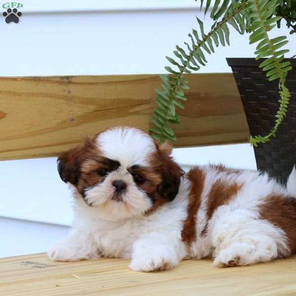 Julia, Shih Tzu Puppy