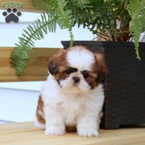Julia, Shih Tzu Puppy